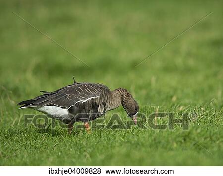 "Greater white-fronted goose (Anser albifrons), Bislicher Insel, Xanten, North Rhine-Westfahen, Germany, Europe" View Large Photo Image Stock Photo - "Greater white-fronted goose (Anser albifrons), Bislicher Insel, Xanten, North Rhine-Westfahen, Germany, Europe". Fotosearch