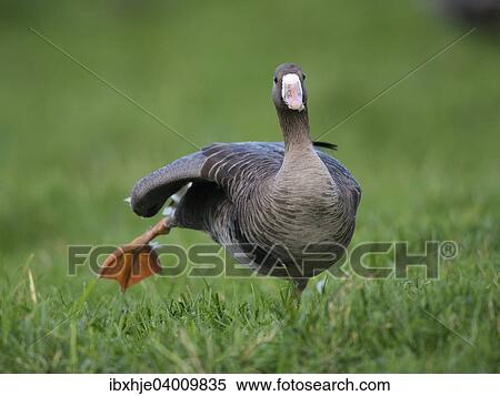 Stock Photography - "Greater white-fronted goose (Anser albifrons), Bislicher Insel, Xanten, North Rhine-Westfahen, Germany, Europe". Fotosearch