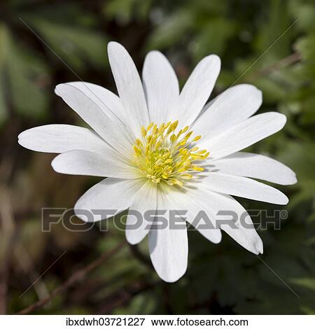 Grecian Windflower (Anemone blanda 'White Splendour') View Large Photo Image Stock Photo - Grecian Windflower (Anemone blanda 'White Splendour'). Fotosearch