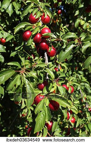 "Greek Cherry Plum or Myrobalan Plum (Prunus cerasifera), organic farming, Lower Austria, Austria, Europe" View Large Photo Image Stock Photo - "Greek Cherry Plum or Myrobalan Plum (Prunus cerasifera), organic farming, Lower Austria, Austria, Europe". Fotosearch