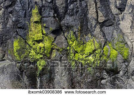"Green algae on a rock, Suouroy, Faroe Islands, Denmark, Europe" View Large Photo Image Stock Photograph - "Green algae on a rock, Suouroy, Faroe Islands, Denmark, Europe". Fotosearch
