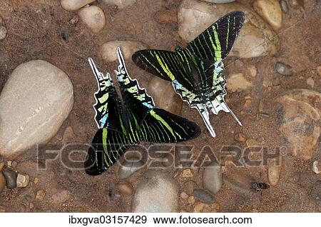 "Green-banded Urania moths (Urania leilus) feeding on mineral-rich water, Tambopata Nature Reserve, Region Madre de Dios, Madre de Dios Region, Peru, South America" View Large Photo Image Stock Photo - "Green-banded Urania moths (Urania leilus) feeding on mineral-rich water, Tambopata Nature Reserve, Region Madre de Dios, Madre de Dios Region, Peru, South America". Fotosearch