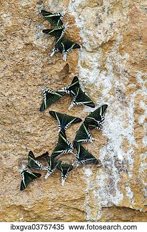 "Green-banded Urania Moths (Urania leilus) sucking mineral-rich water from the wet ground, Tambopata Nature Reserve, Madre de Dios Region, Peru, South America" View Large Photo Image Stock Photography - "Green-banded Urania Moths (Urania leilus) sucking mineral-rich water from the wet ground, Tambopata Nature Reserve, Madre de Dios Region, Peru, South America". Fotosearch