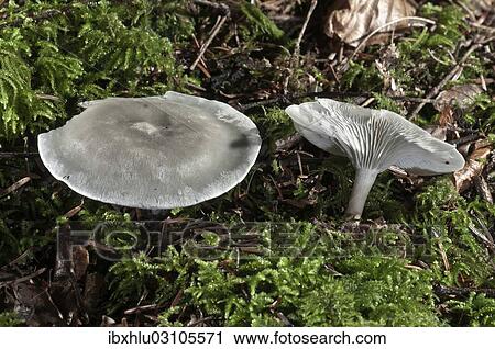 "Green-blue Aniseed Toadstool (Clitocybe odora), Untergroningen, Abtsgmuend, Baden-Wurttemberg, Germany, Europe" View Large Photo Image Stock Image - "Green-blue Aniseed Toadstool (Clitocybe odora), Untergroningen, Abtsgmuend, Baden-Wurttemberg, Germany, Europe". Fotosearch
