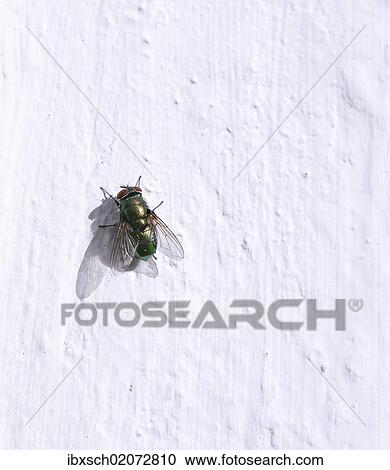 Green bottle fly (Lucilia) perched on a white wall View Large Photo Image Stock Image - Green bottle fly (Lucilia) perched on a white wall. Fotosearch