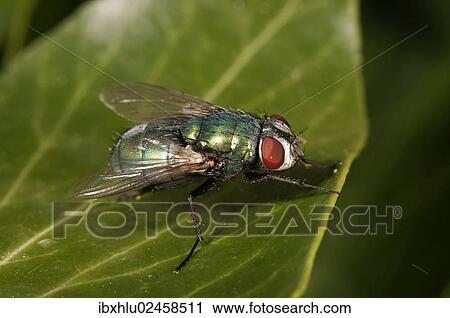"Green Bottle Fly (Lucilia sp. ), female, Untergroeningen, Baden-Wuerttemberg, Germany, Europe" View Large Photo Image Stock Image - "Green Bottle Fly (Lucilia sp. ), female, Untergroeningen, Baden-Wuerttemberg, Germany, Europe". Fotosearch