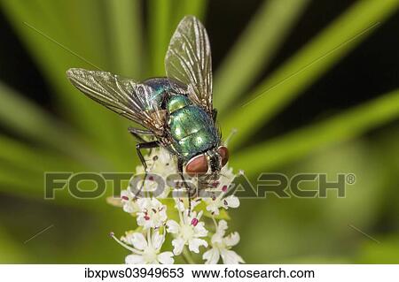 "Green Bottle Fly (Lucilia sp. ), feeding on a flower, South Wales, United Kingdom, Europe" View Large Photo Image Stock Image - "Green Bottle Fly (Lucilia sp. ), feeding on a flower, South Wales, United Kingdom, Europe". Fotosearch