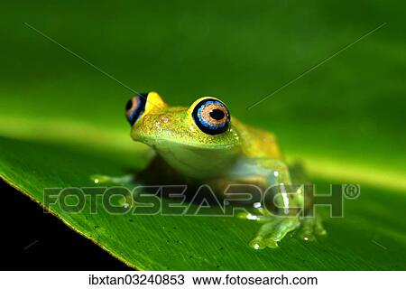 "Green Bright-eyed Frog (Boophis viridis), Andasibe, Madagascar, Africa" View Large Photo Image Stock Image - "Green Bright-eyed Frog (Boophis viridis), Andasibe, Madagascar, Africa". Fotosearch