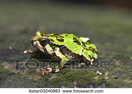 "Green Burrowing Frog (Scaphiophyrne marmorata), Analamazaotra, Ost-Madagaskar, Madagascar, Africa" View Large Photo Image Stock Image - "Green Burrowing Frog (Scaphiophyrne marmorata), Analamazaotra, Ost-Madagaskar, Madagascar, Africa". Fotosearch