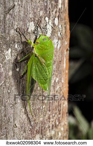 "Green cicada in the rainforest, Atherton Tablelands, Queensland, Australia, Oceania" View Large Photo Image Picture - "Green cicada in the rainforest, Atherton Tablelands, Queensland, Australia, Oceania". Fotosearch