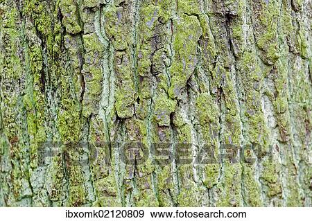 "Green coloured bark, Stuttgart, Baden-Wuerttemberg, Germany, Europe" View Large Photo Image Stock Photo - "Green coloured bark, Stuttgart, Baden-Wuerttemberg, Germany, Europe". Fotosearch
