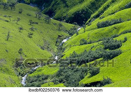Stock Photograph - "Green countryside, foothills of the Drakensberg Mountains, Free State, South Africa, Africa". Fotosearch