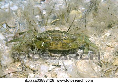 "Green Crab (Carcinus aestuarii), Black Sea, Crimea, Russia, Europe" View Large Photo Image Stock Photo - "Green Crab (Carcinus aestuarii), Black Sea, Crimea, Russia, Europe". Fotosearch