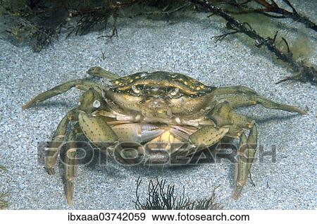"Green Crabs (Carcinus aestuarii), mating, Black Sea, Crimea, Ukraine, Europe" View Large Photo Image Stock Photo - "Green Crabs (Carcinus aestuarii), mating, Black Sea, Crimea, Ukraine, Europe". Fotosearch