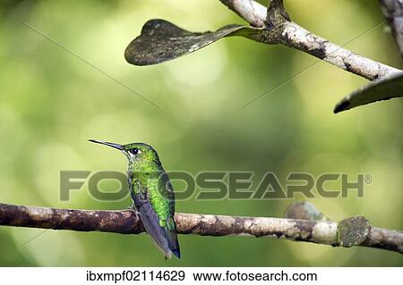 "Green-crowned Brilliant (Heliodoxa jacula), Reserva Biologica Monteverde, Costa Rica, Central America, North America" View Large Photo Image Stock Photo - "Green-crowned Brilliant (Heliodoxa jacula), Reserva Biologica Monteverde, Costa Rica, Central America, North America". Fotosearch