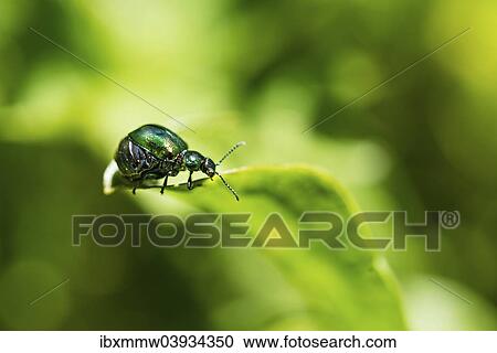 "Green Dock Beetle (Gastrophysa viridula), female, abdomen full of eggs, Austria, Europe" View Large Photo Image Stock Image - "Green Dock Beetle (Gastrophysa viridula), female, abdomen full of eggs, Austria, Europe". Fotosearch