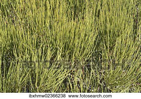 "Green Ephedra, Indian Tea, and Green Mormon Tea (Ephedra viridis), Colorado National Monument, Grand Junction, Colorado, USA" View Large Photo Image Stock Photo - "Green Ephedra, Indian Tea, and Green Mormon Tea (Ephedra viridis), Colorado National Monument, Grand Junction, Colorado, USA". Fotosearch