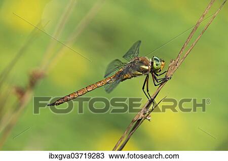 "Green-eyed Hawker (Aeshna isoceles), Canton of Geneva, Switzerland, Europe" View Large Photo Image Stock Image - "Green-eyed Hawker (Aeshna isoceles), Canton of Geneva, Switzerland, Europe". Fotosearch