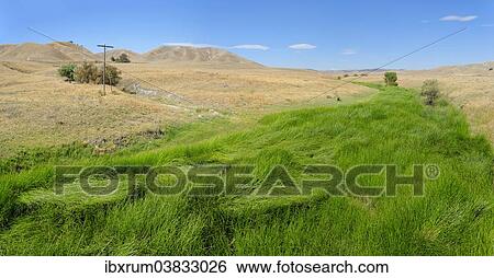 "Green fertile river bed of the Cholame Creek in the middle of the dry California hills and grasslands at the Bitter Water Road, Shandon, California, United States, North America" View Large Photo Image Stock Photograph - "Green fertile river bed of the Cholame Creek in the middle of the dry California hills and grasslands at the Bitter Water Road, Shandon, California, United States, North America". Fotosearch