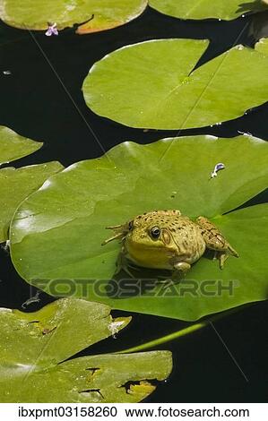 "Green Frog (Rana clamitans) resting on a lily pad on the surface of a pond, Laurentians, Quebec Province, Canada, North America" View Large Photo Image Stock Image - "Green Frog (Rana clamitans) resting on a lily pad on the surface of a pond, Laurentians, Quebec Province, Canada, North America". Fotosearch