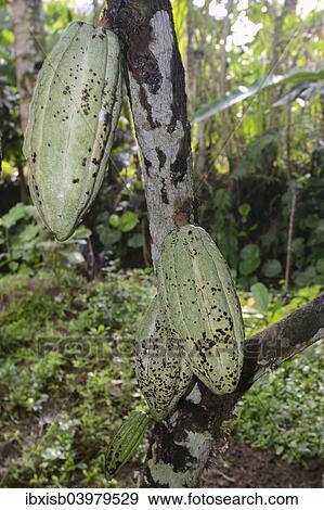 "Green fruits on a Cocoa Tree (Theobroma cacao), Bali, Indonesia, Asia" View Large Photo Image Stock Photo - "Green fruits on a Cocoa Tree (Theobroma cacao), Bali, Indonesia, Asia". Fotosearch