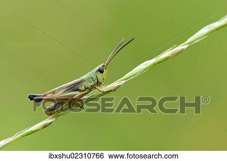 "Green grashopper species (Mecostethus parapleurus), Menzingen, Switzerland, Europe" View Large Photo Image Stock Photograph - "Green grashopper species (Mecostethus parapleurus), Menzingen, Switzerland, Europe". Fotosearch