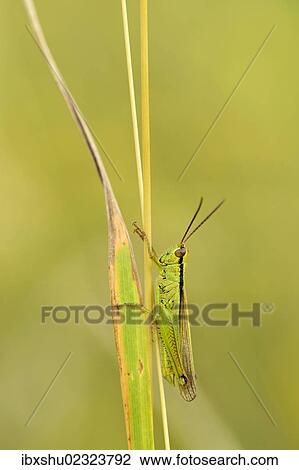 Stock Image - "Green grasshopper (Mecostethus parapleurus), Zug, Switzerland, Europe". Fotosearch