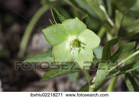 Stock Image - "Green hellebore (Helleborus viridis), rare, single flower, Niederalfingen, Baden-Wuerttemberg, Germany, Europe". Fotosearch