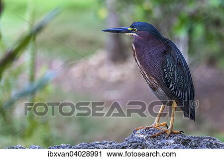Stock Image - "Green Heron (Butorides virescens), Santo Domingo, Hispaniola Island, Greater Antilles". Fotosearch