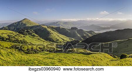 Stock Image - "Green hilly grasslands with view of Hoopers Inlet, Otago Peninsula, South Island, New Zealand, Oceania". Fotosearch