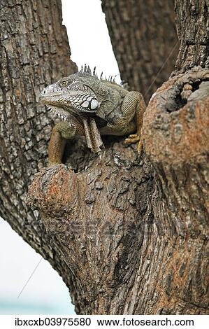 "Green Iguana (Iguana iguana), adult, sitting on a tree, Guayaquil, Guayas Province, Ecuador, South America" View Large Photo Image Stock Image - "Green Iguana (Iguana iguana), adult, sitting on a tree, Guayaquil, Guayas Province, Ecuador, South America". Fotosearch