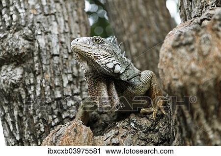 "Green Iguana (Iguana iguana), adult, sitting on a tree, Guayaquil, Guayas Province, Ecuador, South America" View Large Photo Image Stock Image - "Green Iguana (Iguana iguana), adult, sitting on a tree, Guayaquil, Guayas Province, Ecuador, South America". Fotosearch