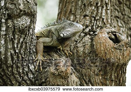 "Green Iguana (Iguana iguana), adult, sitting on a tree, Guayaquil, Guayas Province, Ecuador, South America" View Large Photo Image Stock Photo - "Green Iguana (Iguana iguana), adult, sitting on a tree, Guayaquil, Guayas Province, Ecuador, South America". Fotosearch