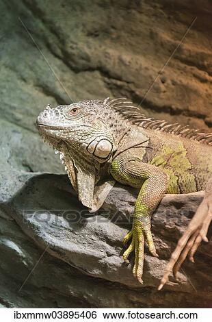 "Green Iguana (Iguana iguana), captive" View Large Photo Image Stock Photograph - "Green Iguana (Iguana iguana), captive". Fotosearch