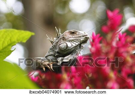 "Green Iguana (Iguana iguana), Costa Rica, North America" View Large Photo Image Stock Image - "Green Iguana (Iguana iguana), Costa Rica, North America". Fotosearch