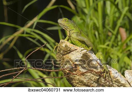 "Green Iguana (Iguana iguana) on a chunk of concrete, Alajuela province, Costa Rica, North America" View Large Photo Image Stock Image - "Green Iguana (Iguana iguana) on a chunk of concrete, Alajuela province, Costa Rica, North America". Fotosearch