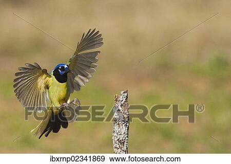 Stock Photo - "Green Jay (Cyanocorax yncas), adult landing, Starr County, Rio Grande Valley, South Texas, USA". Fotosearch