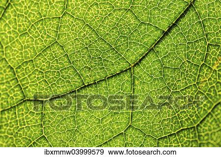Stock Photo - "Green leaf, Hazel (Corylus), leaf veins". Fotosearch