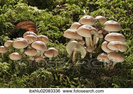 "Green leafed Sulphur Tuft or Clustered Woodlover (Hypholoma fasciculare), Untergroeningen, Baden-Wuerttemberg, Germany, Europe" View Large Photo Image Stock Photograph - "Green leafed Sulphur Tuft or Clustered Woodlover (Hypholoma fasciculare), Untergroeningen, Baden-Wuerttemberg, Germany, Europe". Fotosearch
