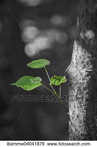 Green leaves sprouting from a tree branch View Large Photo Image Stock Photo - Green leaves sprouting from a tree branch. Fotosearch