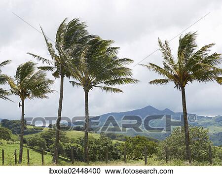 Stock Image - "Green mountain forest, Cordillera de Tilaran, Tilaran, Guanacaste Province, Costa Rica, Central America, North America". Fotosearch