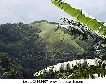 "Green mountain forest on the edge between the Pacific and Atlantic meteorological divides, Cordillera de Tilaran Tilaran, Guanacaste Province, Costa Rica, Central America, North America" View Large Photo Image Stock Photo - "Green mountain forest on the edge between the Pacific and Atlantic meteorological divides, Cordillera de Tilaran Tilaran, Guanacaste Province, Costa Rica, Central America, North America". Fotosearch