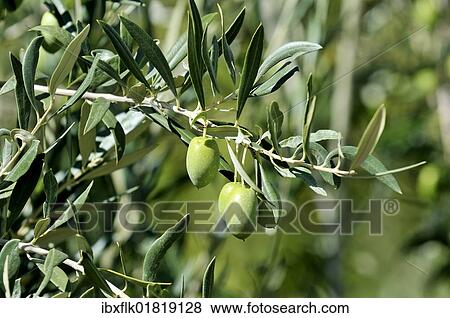 Stock Photo - "Green olives on the tree, Maipu, Mendoza Province, Argentina, South America". Fotosearch