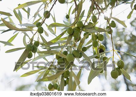 "Green olives on the tree (Olea europaea), Riviera di Ponente, Liguria, Italy, Europe" View Large Photo Image Stock Photo - "Green olives on the tree (Olea europaea), Riviera di Ponente, Liguria, Italy, Europe". Fotosearch