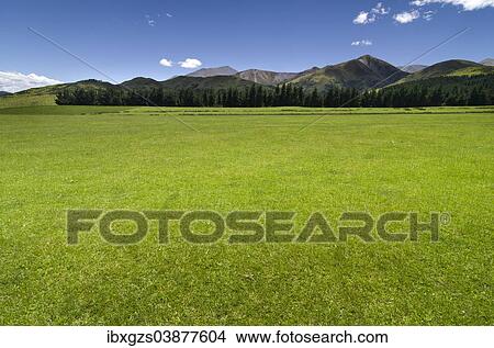 Picture - "Green pasture, mountain range in the Canterbury Highlands at the back, South Island, New Zealand, Oceania". Fotosearch
