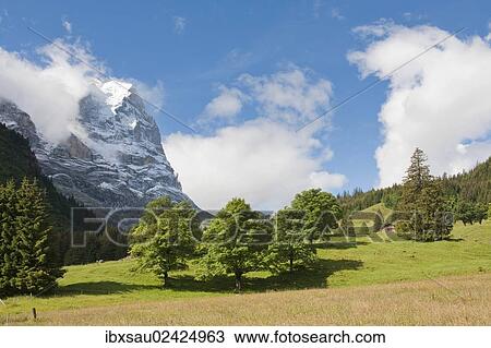 "Green pasture with scattered trees, Mt Wetterhorn in clouds, Schwarzwaldalp pasture near Grindelwald, Bernese Oberland, Canton of Bern, Alps, Switzerland, Europe" View Large Photo Image Stock Image - "Green pasture with scattered trees, Mt Wetterhorn in clouds, Schwarzwaldalp pasture near Grindelwald, Bernese Oberland, Canton of Bern, Alps, Switzerland, Europe". Fotosearch