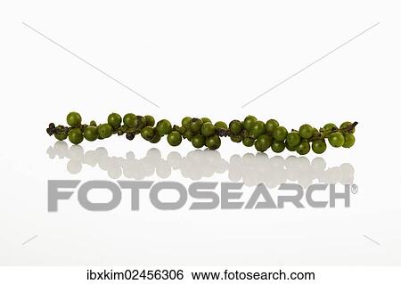 Green pepper panicle View Large Photo Image Stock Photograph - Green pepper panicle. Fotosearch