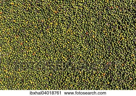 "Green peppercorns, Myanmar, Asia" View Large Photo Image Stock Image - "Green peppercorns, Myanmar, Asia". Fotosearch
