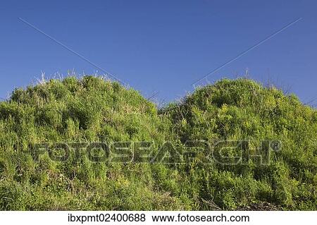 Stock Photo - "Green plants growing on top of two mounds of topsoil in a commercial sandpit at springtime, Quebec, Canada, North America". Fotosearch