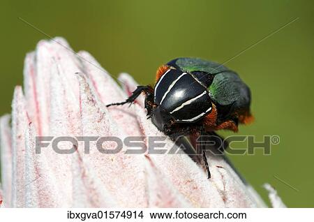 "Green Protea Beetle (Trichostetha fascicularis), Cape Floral Kingdom, South Africa, Africa" View Large Photo Image Picture - "Green Protea Beetle (Trichostetha fascicularis), Cape Floral Kingdom, South Africa, Africa". Fotosearch